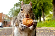 【海外】リスの食事はナッツだけじゃない！彼らのユニークな食べ物とは？