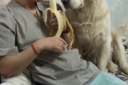 犬「ヌッシの食べてるバナナ美味そうだワンねぇ・・・。」→犬「もう我慢できないワン！」