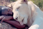 メスライオンと人間男性が結んだ深い絆。寄り添い合って触れ合う尊い光景