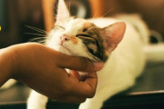 海外「ベッドはジャックしたぞ！」猫のためにベッドを買ってあげたよ！→猫の反応に飼い主が困惑する 海外の反応