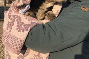 埋葬した愛犬が生きていた 自力で土から這い出て飼い主の元へ、ロシア（海外の反応）