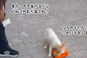 盗んだ鶏肉を我が子に持ち帰ろうとする母猫を応援するトルコの人々