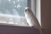 【動画】ホラー映画がお気に入りになったオウムの鳴き声ｗ