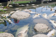 【画像あり】韓国人「韓国の河川で魚が一万匹大量死！」釜山都心の河川で魚が何故１万匹も集団死したのか？　韓国の反応