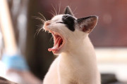 疲れた脳に-猫とハイキング＆アクア水耕栽培で癒しを「この人はあまりにも尊い」「才能のあるアーティスト」海外の反応