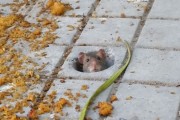 ネズミの増加が止まらないニューヨーク市で、繁殖を抑えるための避妊薬の投与を承認