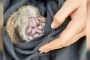 【海外】絶滅危惧種「ジェリービーンズ」を野生のママのポーチで発見！研究チームが興奮する理由とは？
