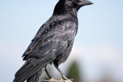 「ワタリガラスって普通のカラスとは何が違うの？」わかりやすい比較表
