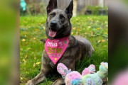 【海外】「9日齢で救出された子犬、1,500匹以上の動物たちの里親を見守った感動の物語」