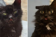 セカンドチャンス。重病の猫が人間に助けを求め、愛される家族として幸せに暮らすまでの物語