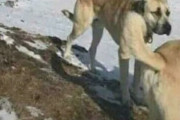 外国人「混乱して二度見しちゃう動物写真を集めてみたｗｗｗ」