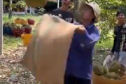 「ドリアンの収穫って、こんな命懸けだったの!?」木の上から見た恐るべき映像