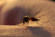 【海外】「耳寄り情報！新しいマラリア薬が大規模臨床試験で成功、抵抗力に立ち向かう」