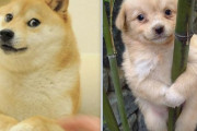 韓国人「また韓国が日本に完全敗北‥」ドージコインの柴犬に「44億円」の価値！韓国の犬は「０円」‥何故なのか？　韓国の反応