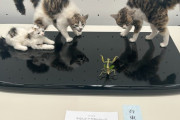 韓国人「日本の現代手工芸展で区長賞を受賞した“羊毛フェルト作品”が話題に」→「発想力がすごすぎる（ﾌﾞﾙﾌﾞﾙ」