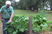 【ヤバイ】中国から届いた「謎の種」を植えてみた→ 狂ったように成長し始める・・・