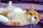 【海外】猫の生理はどうなってる？人間とは違うけど、猫にも周期がある！