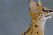 世界で珍しい動物の赤ちゃんを「8種類」ご用意いたしました。 海外の反応