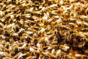 【怖すぎ】木を伐採中の男性、ハチに2万ヶ所刺され大量に呑み込んでしまう・・