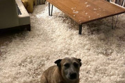 外国人「破壊行為で現行犯逮捕された犬を見せていくｗｗｗｗ」