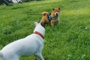 そいつ誰？奥さんに近づくオス犬が気に入らない柴犬のジェラシーにキュン