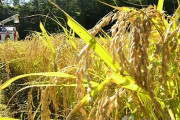 【韓国の反応】日本、福島産の牛肉・米の放射性物質検査を大幅縮小