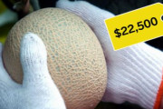 海外「日本ではメロンは高級品で1個22500ドルもするそうだ！」→「それはギフト用だから」