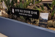 【海外の反応】韓国のハワイとされる済州島にやって来たんだが…