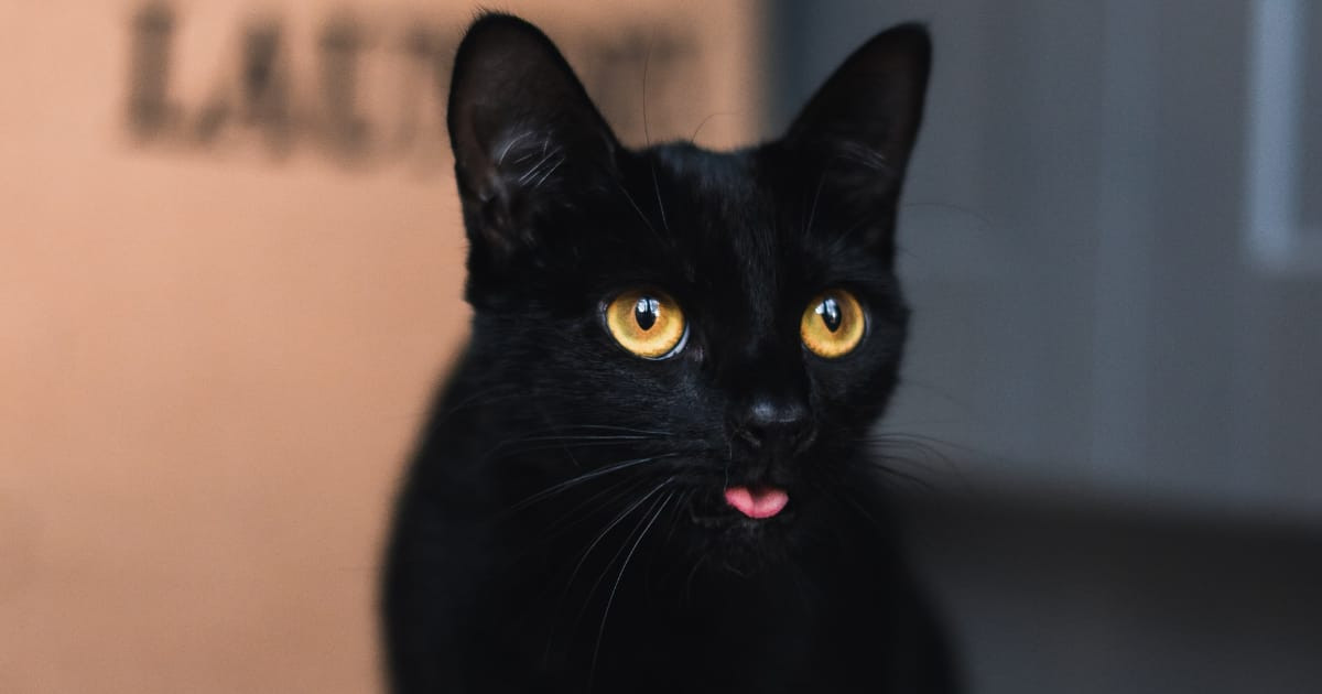 日本の「黒猫の2コマ写真」が何度見てもじわじわ来てしまうｗｗｗ【台湾人の反応】 | 海外の反応アンテナ
