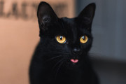 日本の「黒猫の2コマ写真」が何度見てもじわじわ来てしまうｗｗｗ【台湾人の反応】