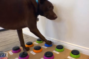 単語が書いてあるボタンを押して意思表示できる犬が凄い！