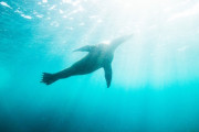 「ジャガイモかと思った」丸すぎるアザラシが可愛すぎる！ 海外の反応