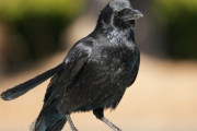 韓国人「韓国のカラスの近況」