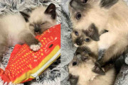 【海外】「ガレージで暮らす子猫を救出！兄弟猫たちを探して再び旅立った家族の物語」