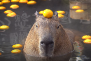 【海外の反応】「日本のカビパラが欲しい。。。」日本のカビパラ！