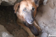 崩落現場に巻き込まれた母犬と子犬たちの必死の救出活動に感動