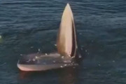 クジラの「トラップ漁法」が圧巻…魚が次々と口の中に飛び込む驚異の光景