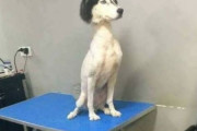外国人「毛を剃られてヤバい見た目になったペットを集めてみた(笑)」
