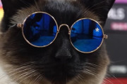 【海外】猫が「人間を逆転」！カードゲームで生まれた混沌の瞬間とは？