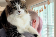 【海外】「猫がパパの肩で過ごす理由とは？愛らしいふたりの関係に心温まる！」
