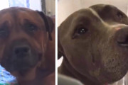 シェルターに捨てられて、涙の止まらない2匹のワンちゃんが幸せな場所を再び見つけるまで