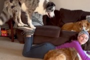 犬「乗れたよ！ご主人様」うつ伏せの飼い主の足の裏に乗る犬がかしこい(アメリカ)