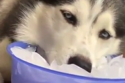 冷たくて気持ち良い～。暑い日はこうやってアラスカにいる気分に浸る犬。海外の反応