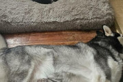外国人「ベッドを奪われて床で寝てる哀れな犬を集めてみたｗｗｗｗ」