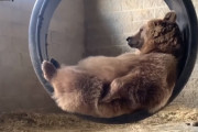 ゴムタイヤでできたリングのブランコに乗ってゆらゆら寛ぐクマが可愛い！