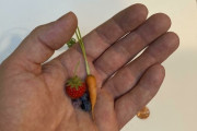 外国人「家庭菜園で育った小さすぎる収穫を見せていくｗｗｗｗ」