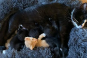 お母さん猫が小さな保護子猫を引き受け、我が子のように愛し育てる姿にほっこり・・・愛に境界線はないのである！