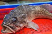 韓国人「日本ではウロクが高級魚？その理由が意外だった」→「鍋にすると最高においしい」