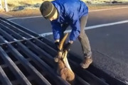 まっさかさまの状態で溝にハマってしまった赤ちゃんカンガルーの救出劇が海外で話題に