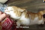 宙吊りにされても盗んできたパンを絶対に離さない猫ちゃん